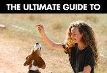 Training Your Dogs And Cats